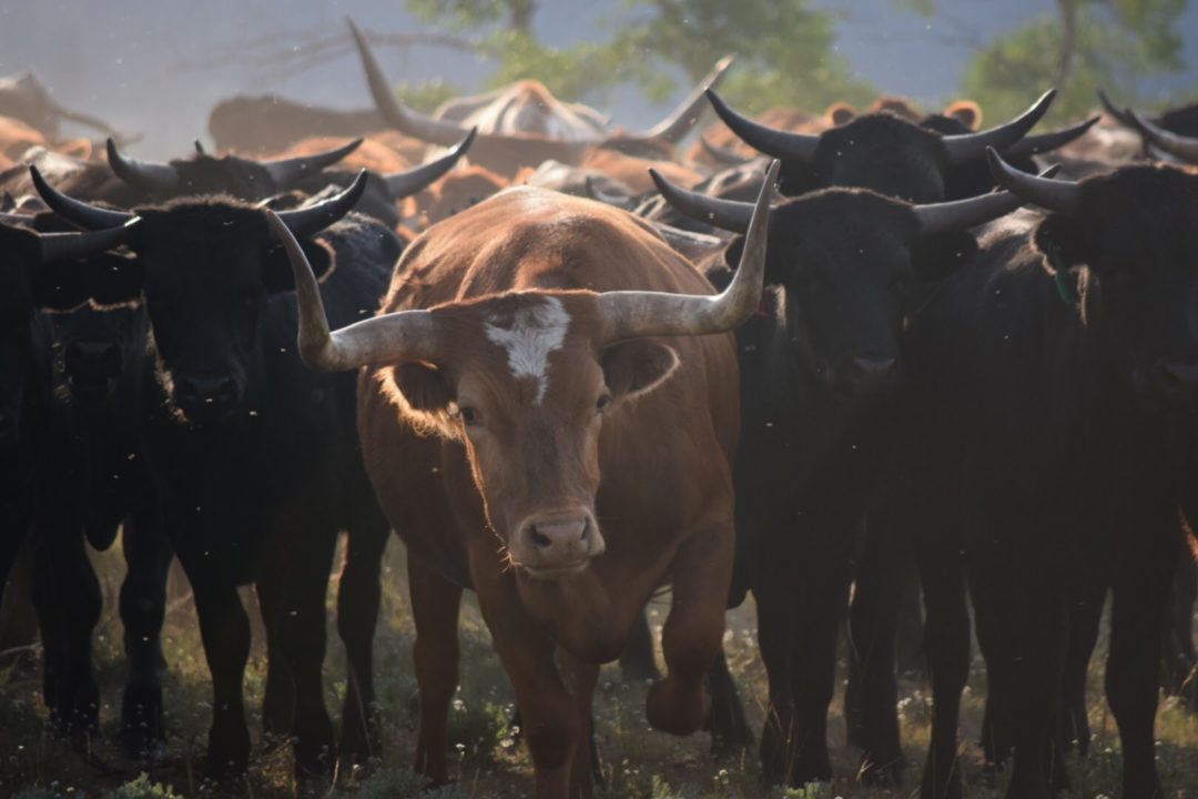 Livestock Glenwood Veterinary Clinic