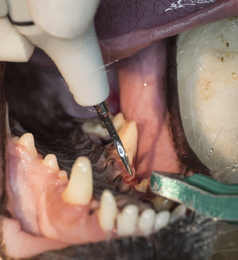 Dentistry Glenwood Veterinary Clinic