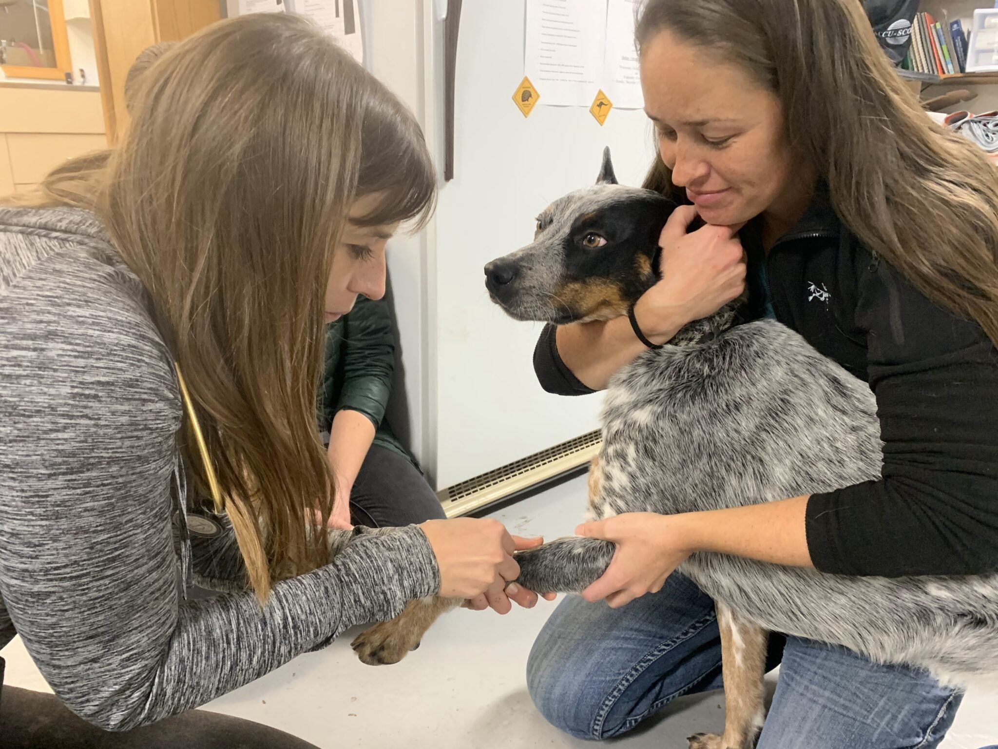 Externship Glenwood Veterinary Clinic