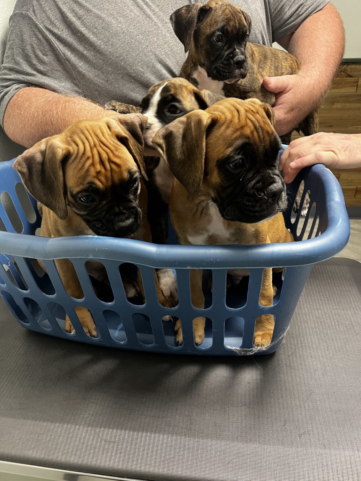 Careers/Apprenticeship Glenwood Veterinary Clinic