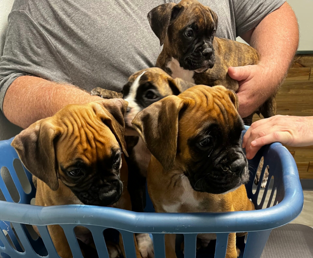 Medicine Glenwood Veterinary Clinic