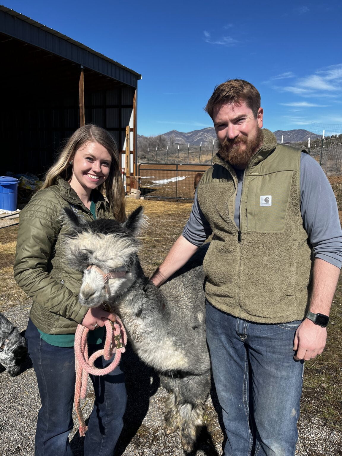 Camelids Glenwood Veterinary Clinic