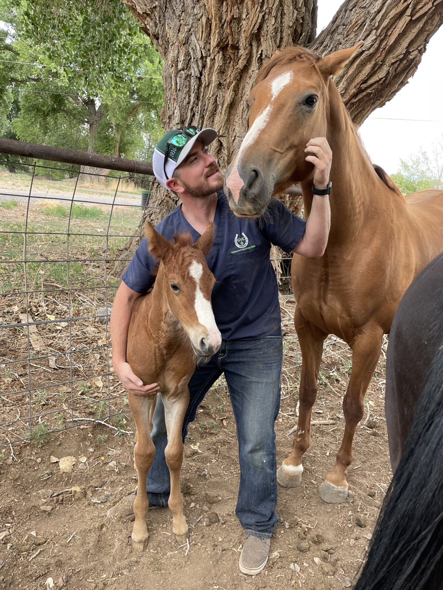 Equine Breeding Glenwood Veterinary Clinic