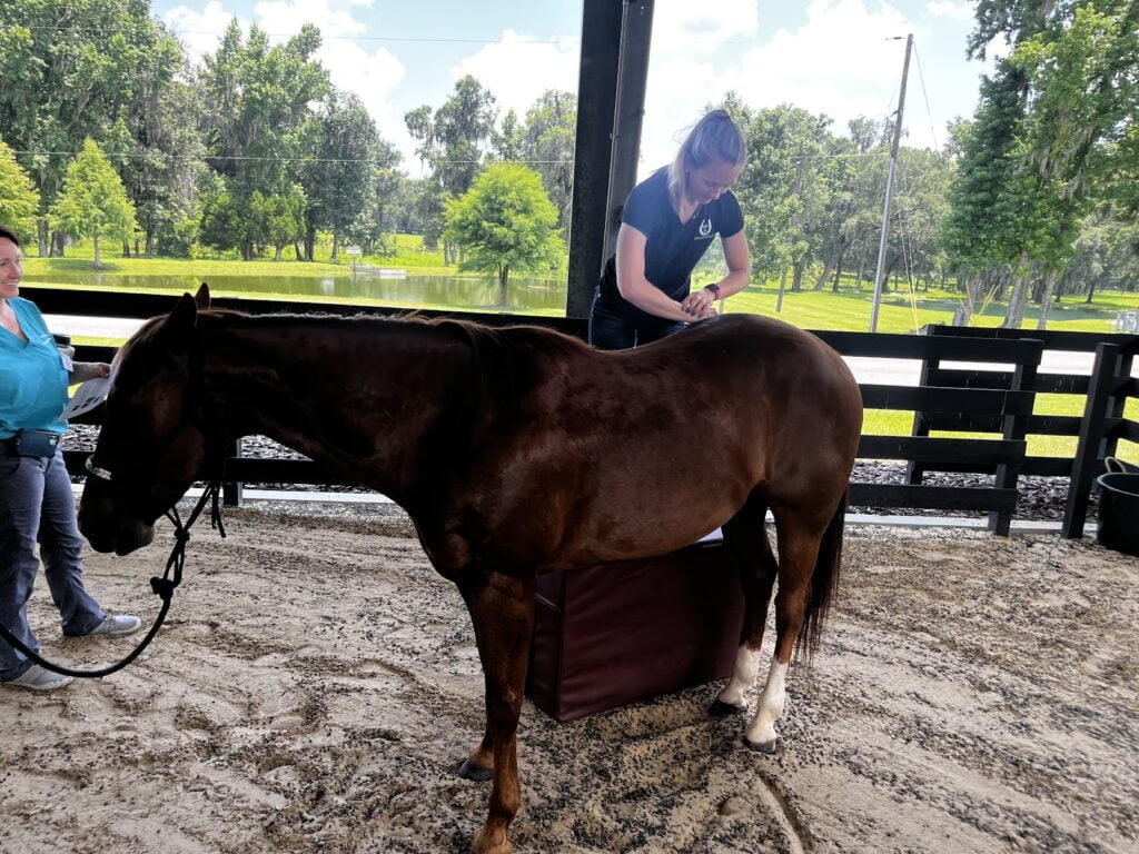 Equine Chiropractic Glenwood Veterinary Clinic